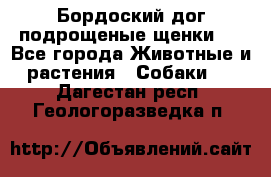 Бордоский дог подрощеные щенки.  - Все города Животные и растения » Собаки   . Дагестан респ.,Геологоразведка п.